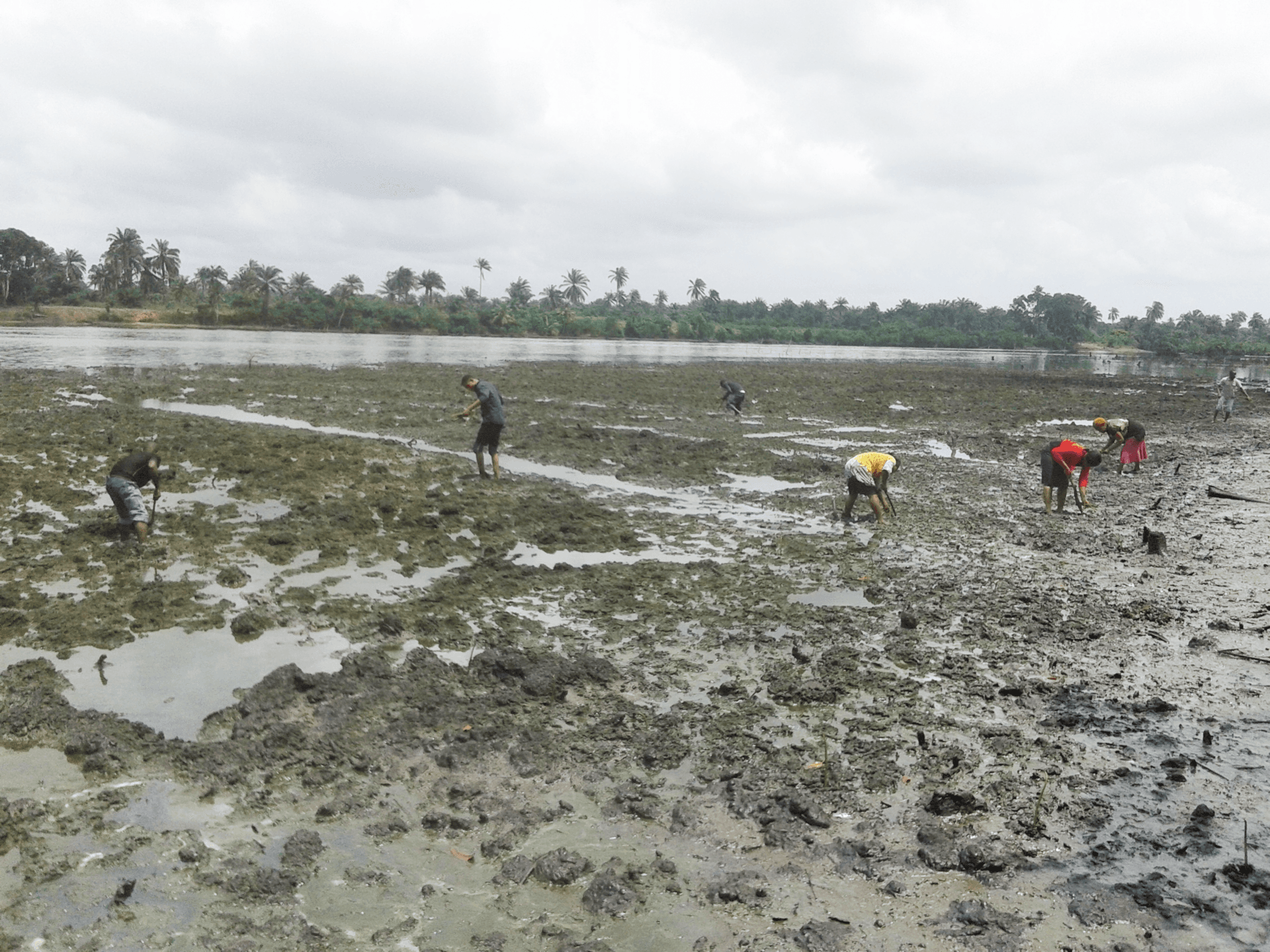 Community members planting mangrove seedlings along the Niger Delta waterfront as part of EcoFDI's biodiversity restoration program